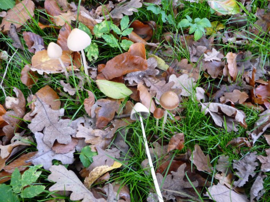 misschien een mycena maar welke?